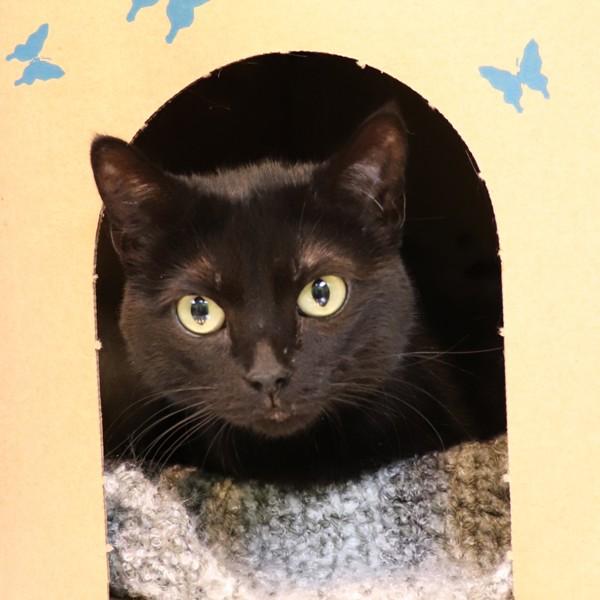 Magenta, Adoptable, Adult Female Domestic Short Hair.