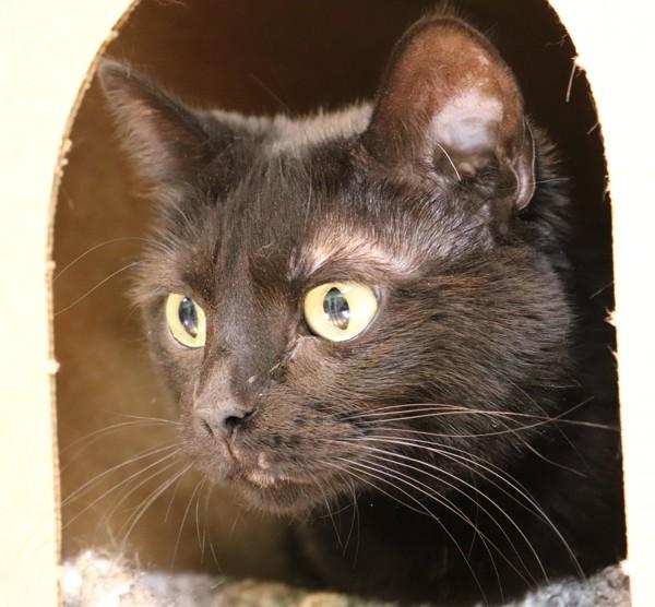 Magenta, a Adoptable Domestic Short Hair in Sioux City, IA image 2/3