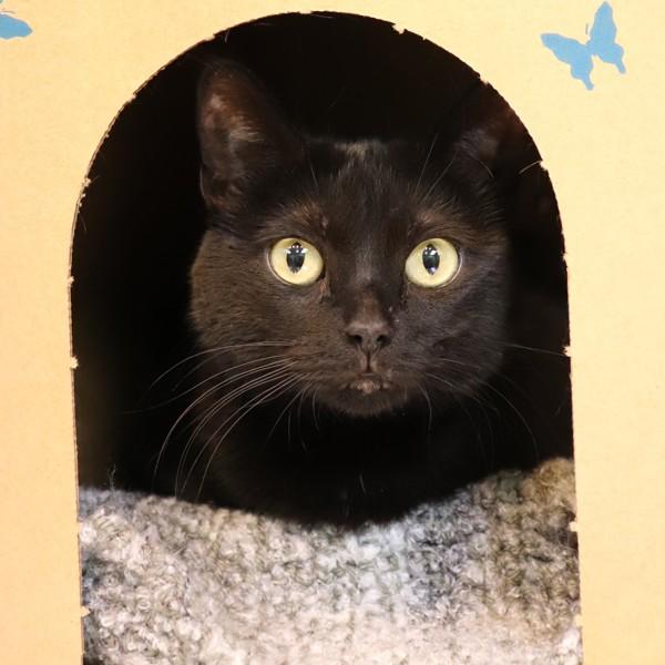 Magenta, a Adoptable Domestic Short Hair in Sioux City, IA image 3/3