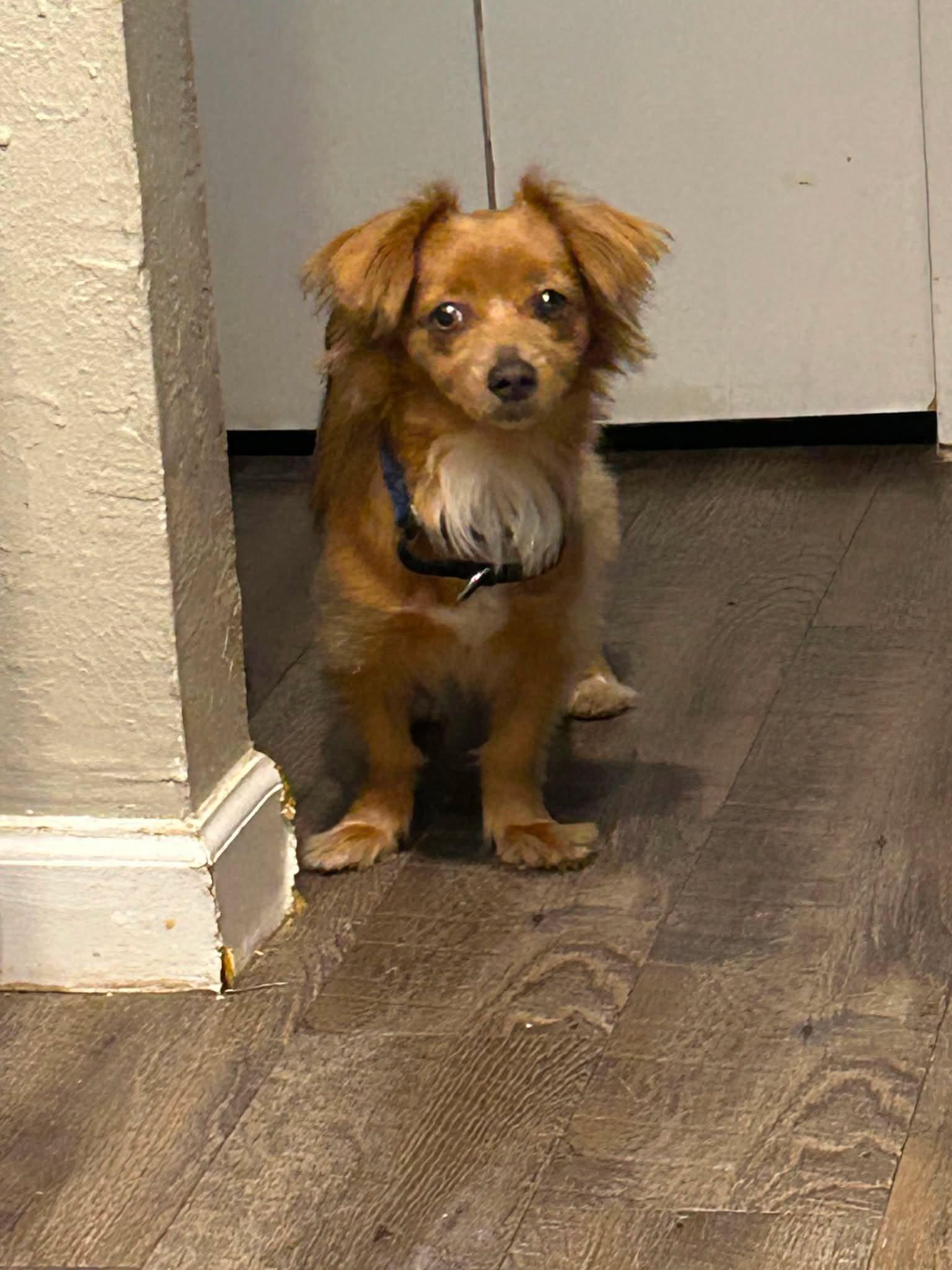 Lizy, an adopted mixed breed in Indianapolis, IN image 6/6