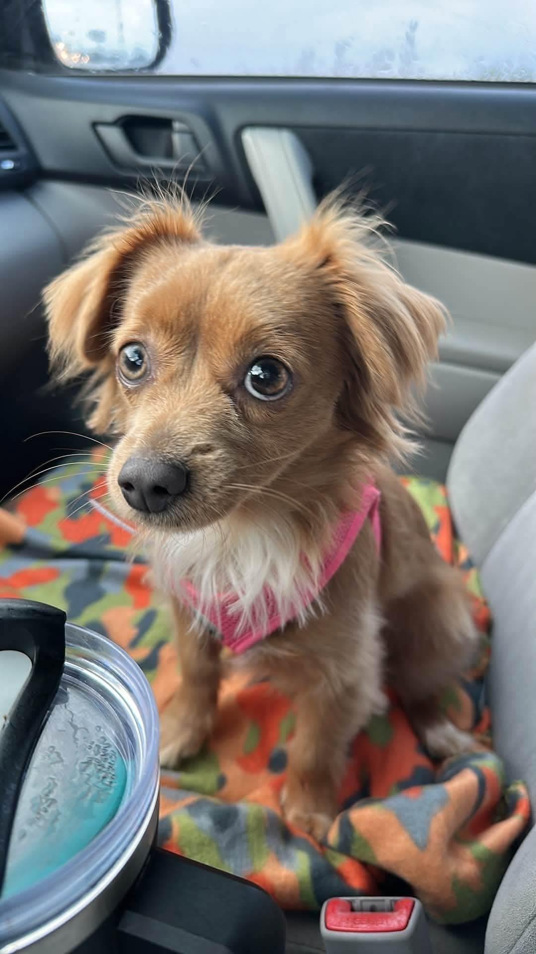 Lizy, an adopted mixed breed in Indianapolis, IN image 2/6