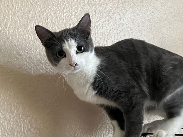 River, Adoptable, Kitten Female Domestic Short Hair.