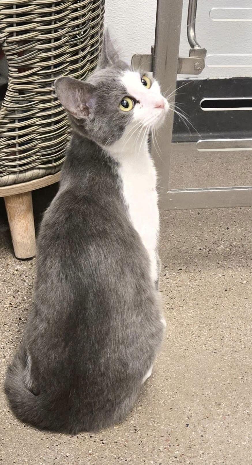 Enlarge River, a Adoptable Domestic Short Hair in Glendale, AZ image 2/3