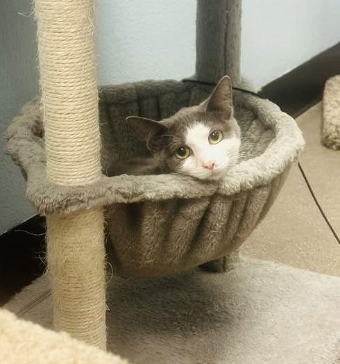 Enlarge River, a Adoptable Domestic Short Hair in Glendale, AZ image 3/3