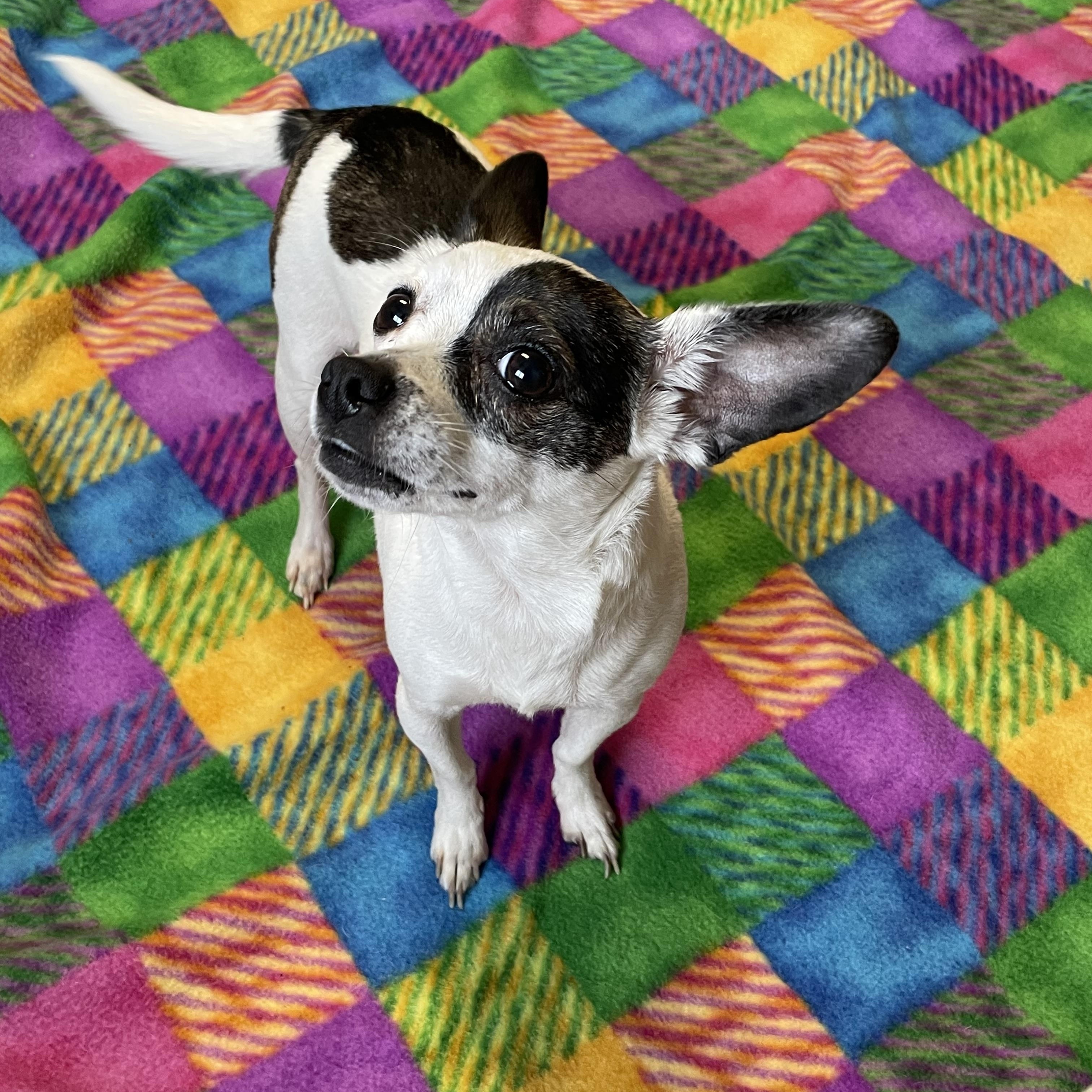 Kiwi, adopted, Adult Female Chihuahua.
