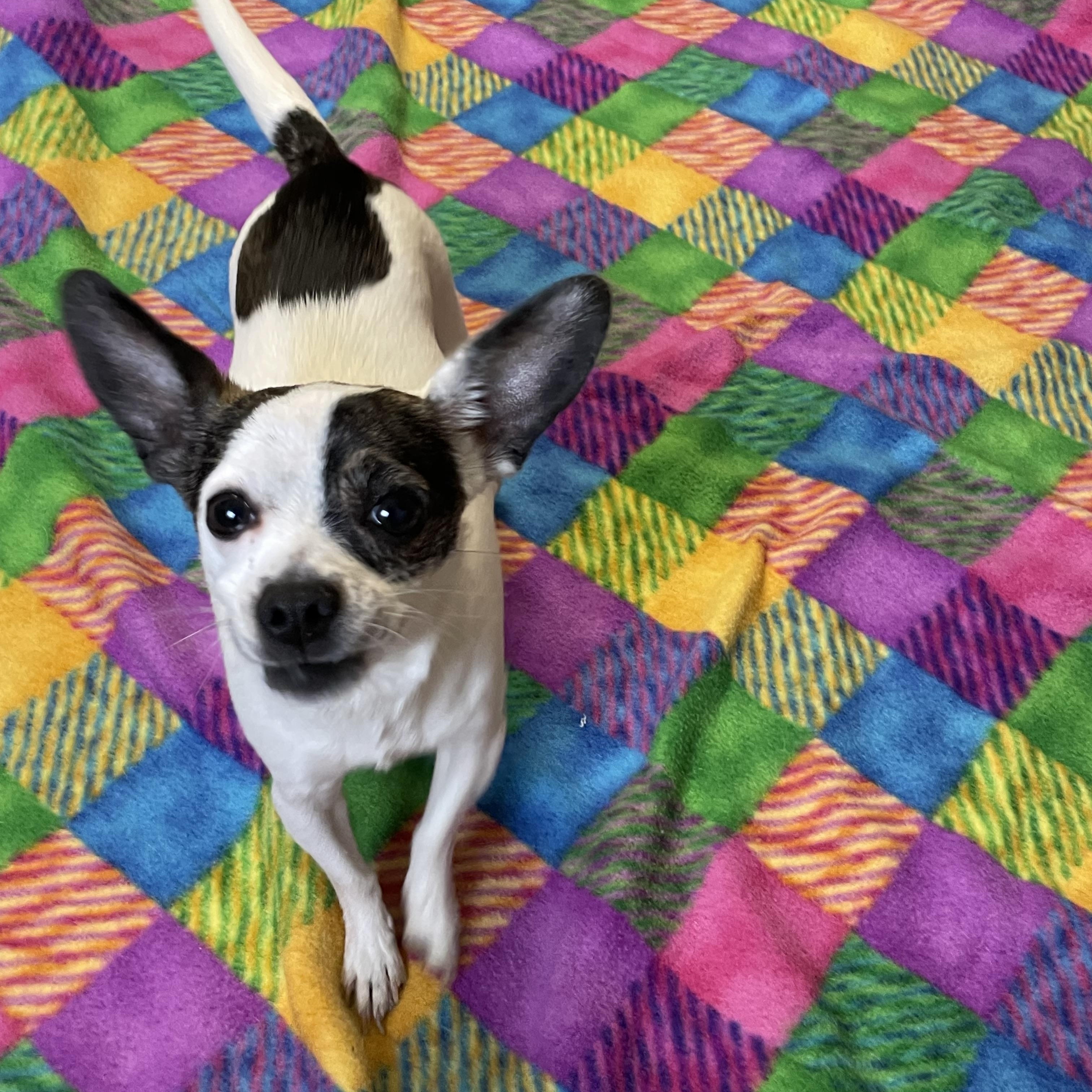 Enlarge Kiwi, an adopted mixed breed in Lacon, IL image 2/4