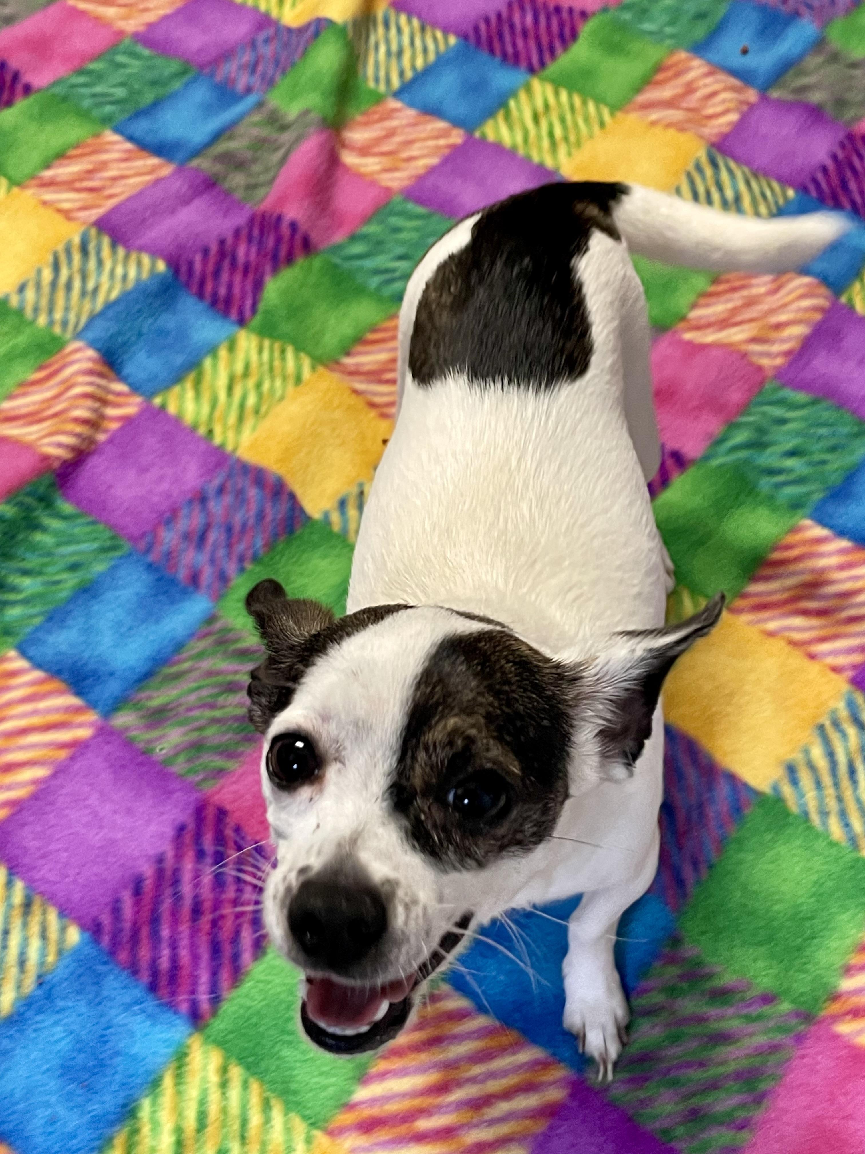 Enlarge Kiwi, an adopted mixed breed in Lacon, IL image 4/4
