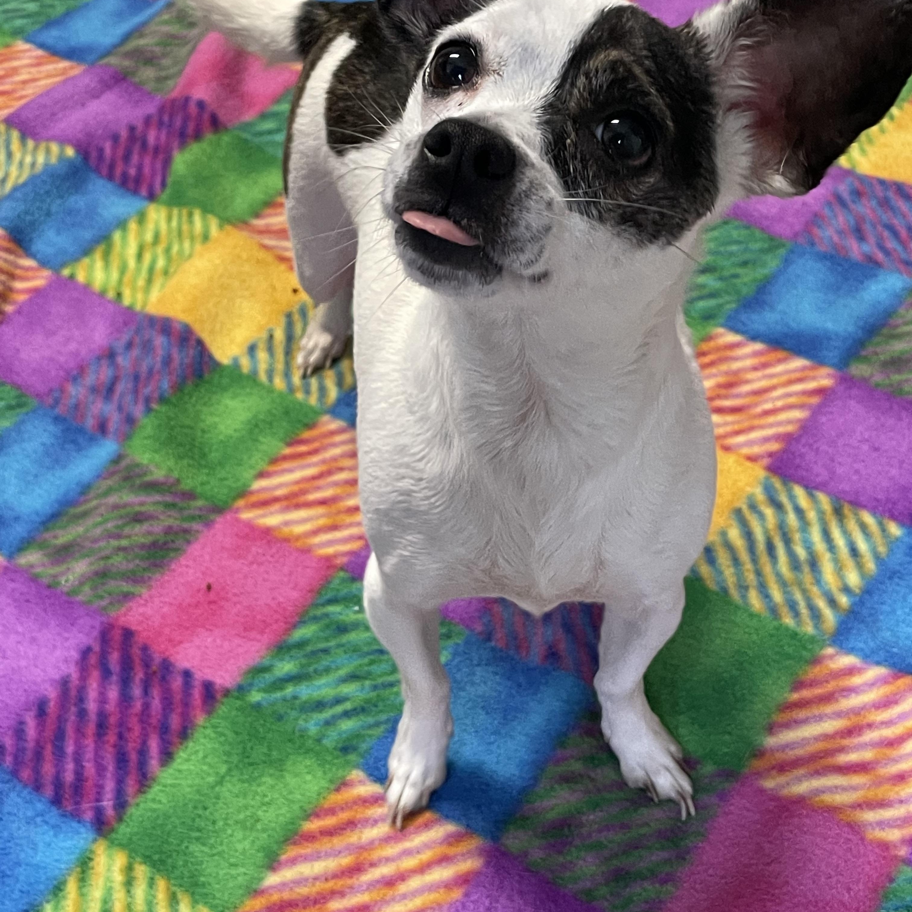 Enlarge Kiwi, an adopted mixed breed in Lacon, IL image 3/4
