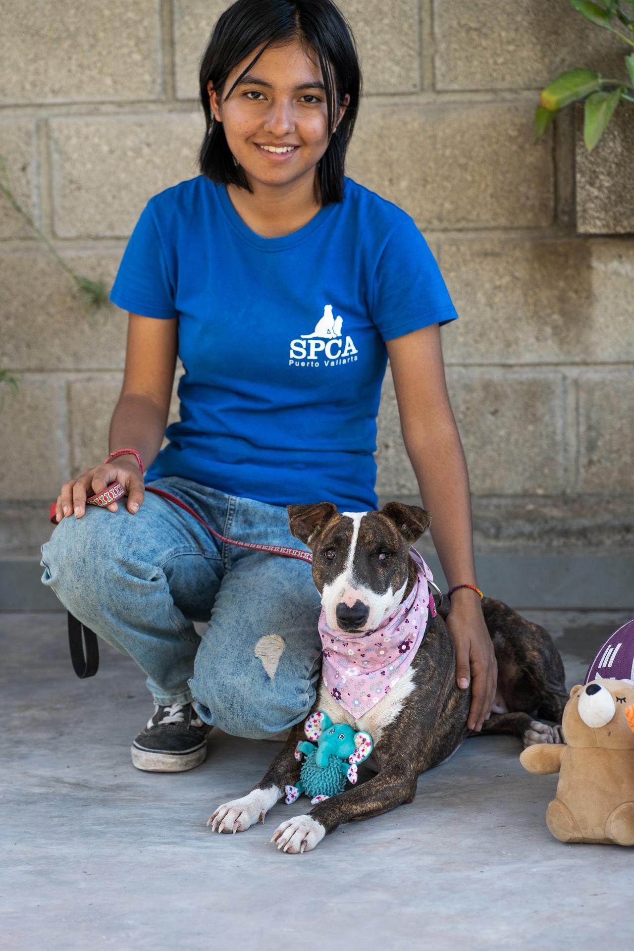 Princess, Adoptable, Adult Female Boston Terrier & Bull Terrier.