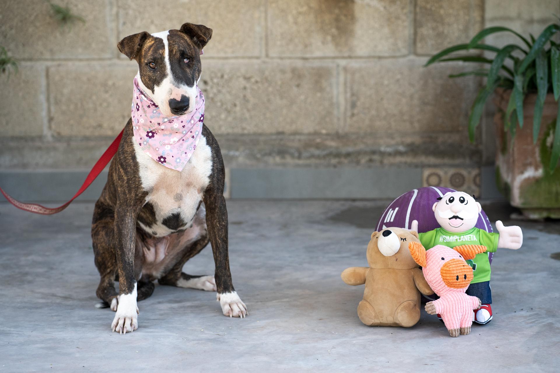 Enlarge Princess, a Adoptable mixed breed in Victoria, BC image 3/4