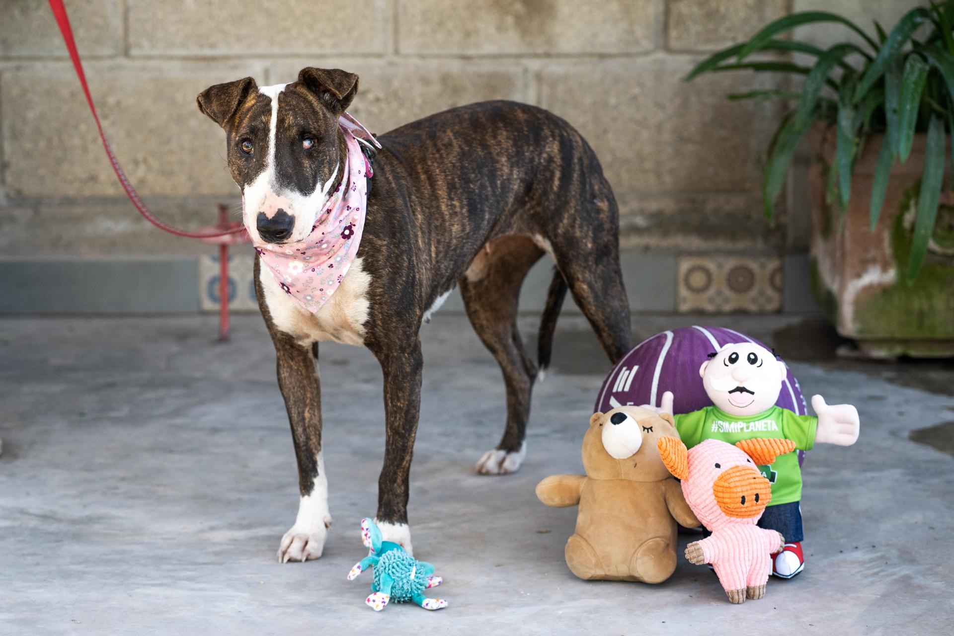 Enlarge Princess, a Adoptable mixed breed in Victoria, BC image 4/4