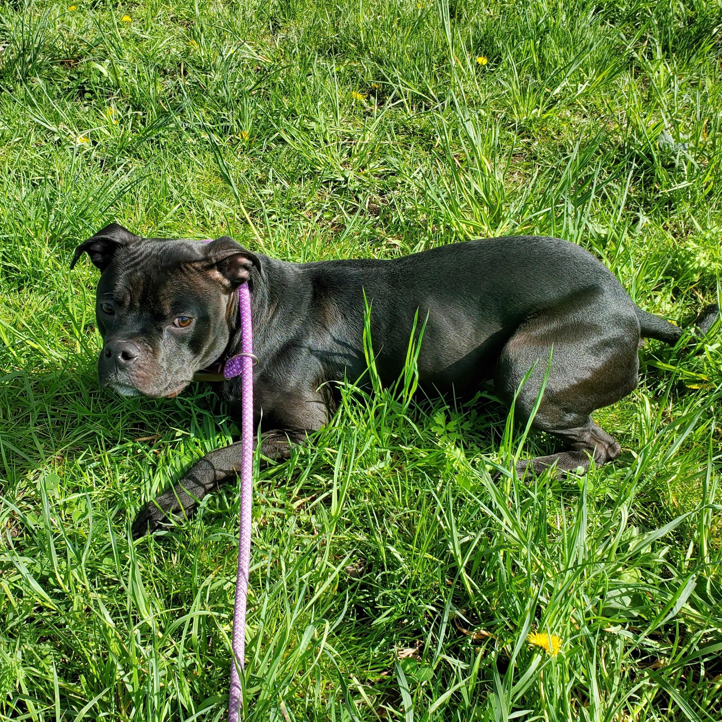 Enlarge Aris, a ADOPTABLE Pit Bull Terrier in Jersey city, NJ image 2/2