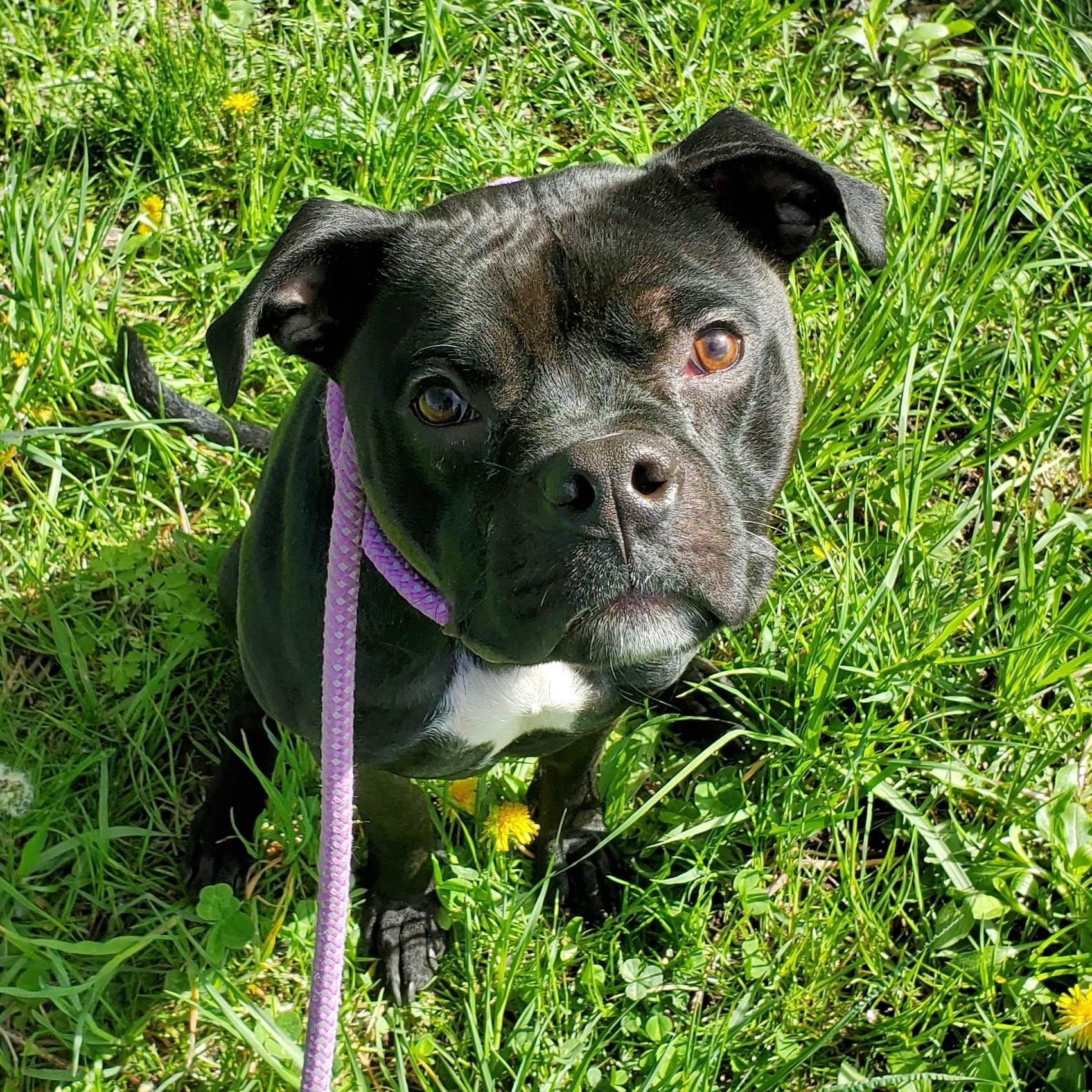 Aris, ADOPTABLE, Young Male Pit Bull Terrier.