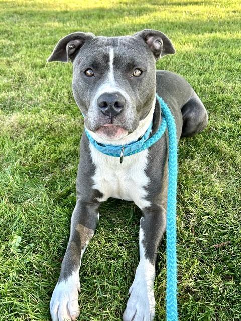 Enlarge BEGONIA, a Adoptable Pit Bull Terrier in Sacramento, CA image 1/1
