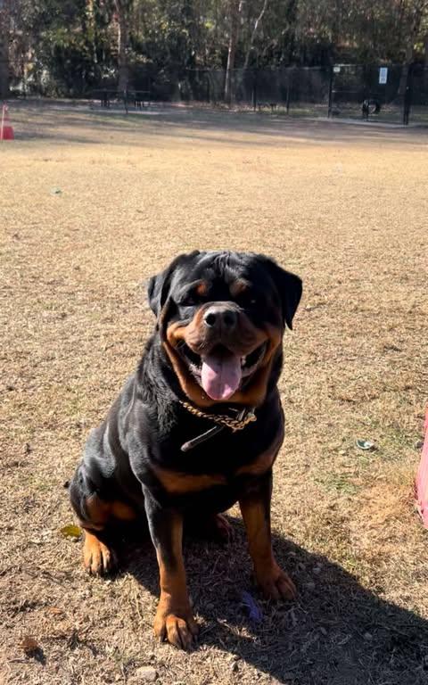 ACHILLES, a Adoptable Rottweiler in Chapel Hill, NC image 2/5