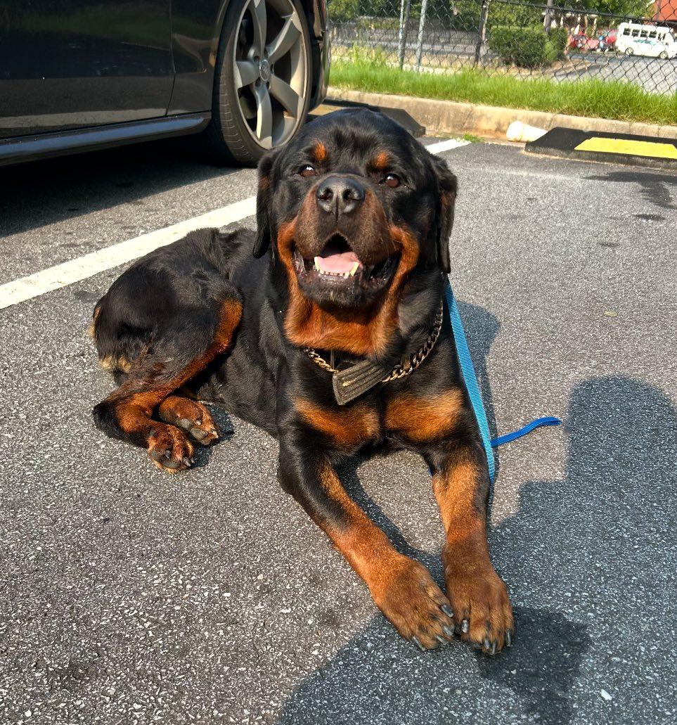ACHILLES, a Adoptable Rottweiler in Chapel Hill, NC image 1/5