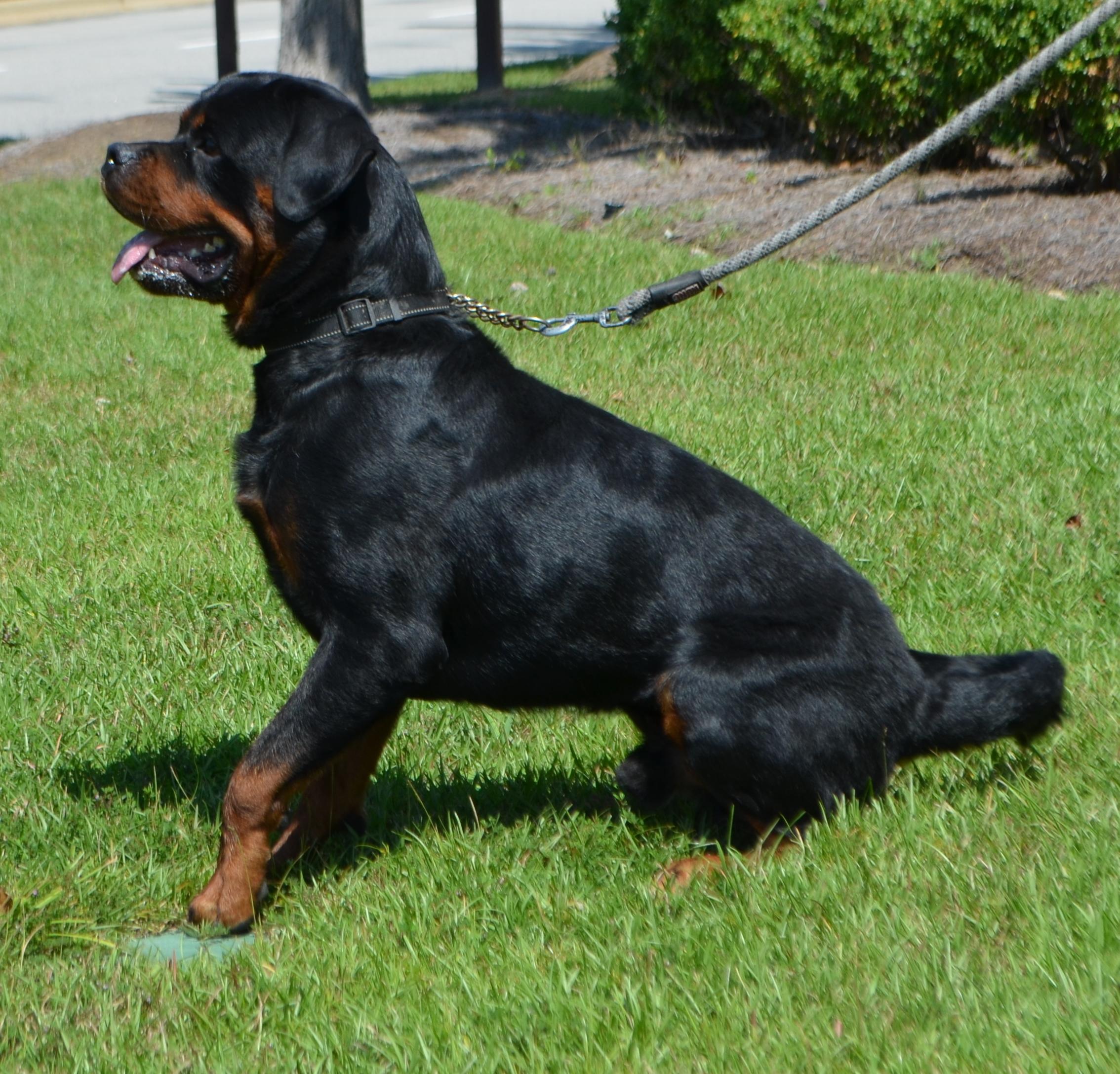 ACHILLES, a Adoptable Rottweiler in Chapel Hill, NC image 3/5