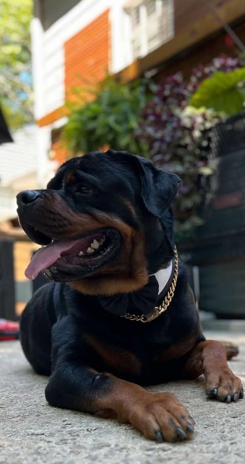 ACHILLES, a Adoptable Rottweiler in Chapel Hill, NC image 4/5