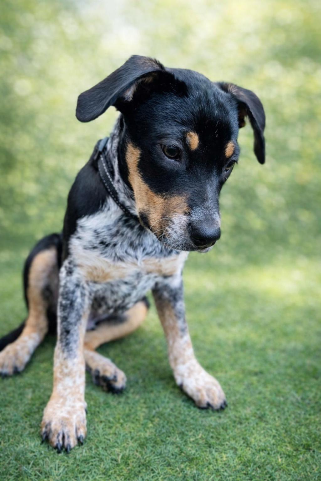 Enlarge Asher, a Adoptable Cattle Dog in Nashville, TN image 1/3