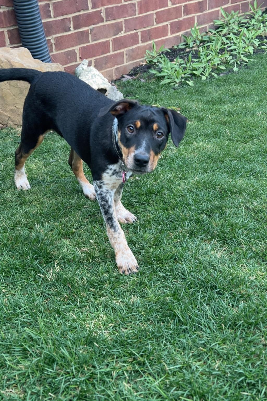 Enlarge Asher, a Adoptable Cattle Dog in Nashville, TN image 2/3