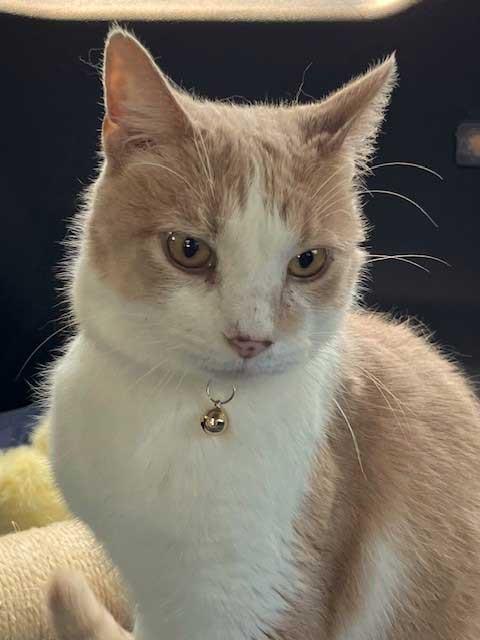 MOOCHIE, Adoptable, Adult Male Tabby.