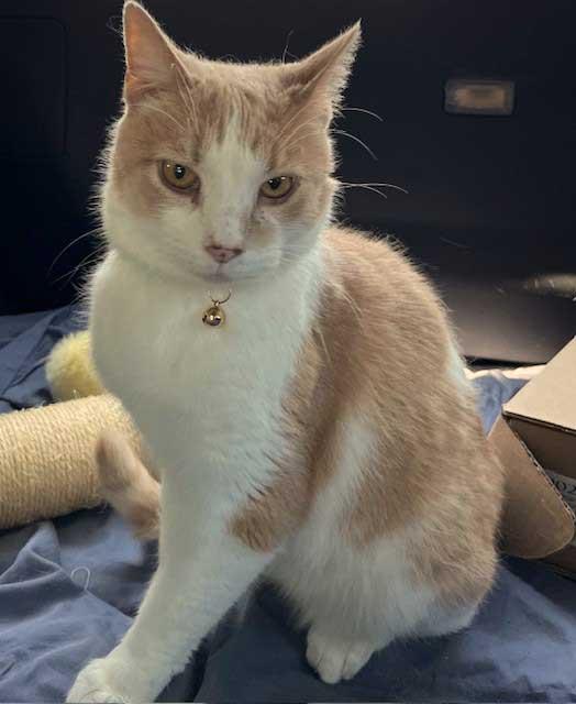 Enlarge MOOCHIE, a Adoptable Tabby in Franklin, TN image 2/3