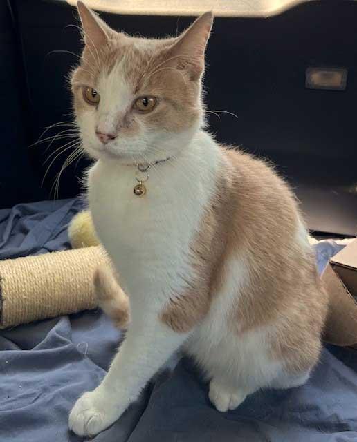 Enlarge MOOCHIE, a Adoptable Tabby in Franklin, TN image 3/3