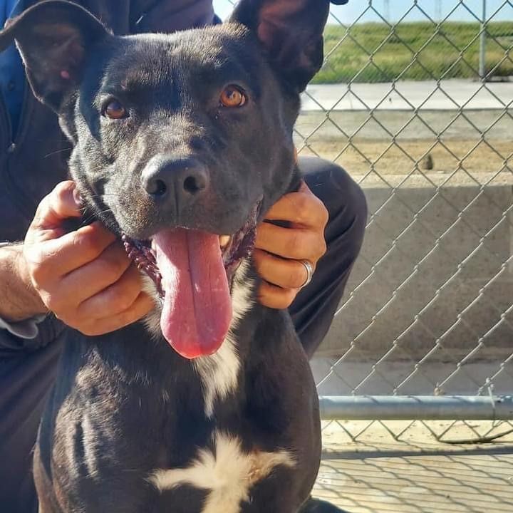 TOYA, Adoptable, Adult Female Terrier & American Bully.