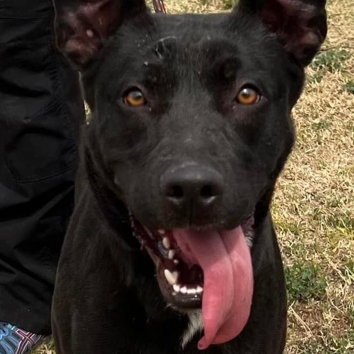 TOYA, a Adoptable mixed breed in Delano, CA image 2/4