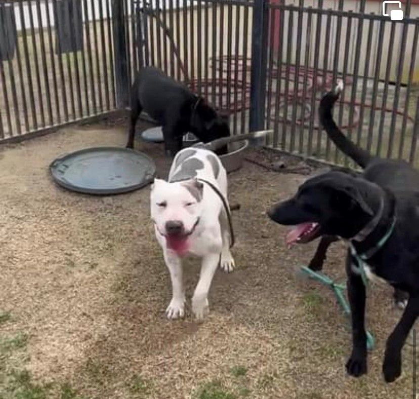 TOYA, a Adoptable mixed breed in Delano, CA image 3/4