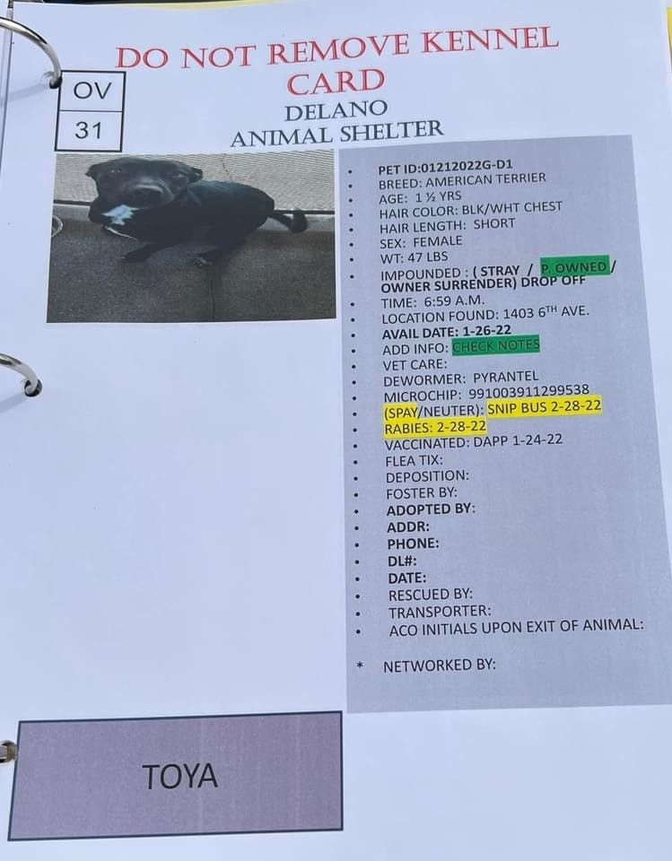 TOYA, a Adoptable mixed breed in Delano, CA image 4/4