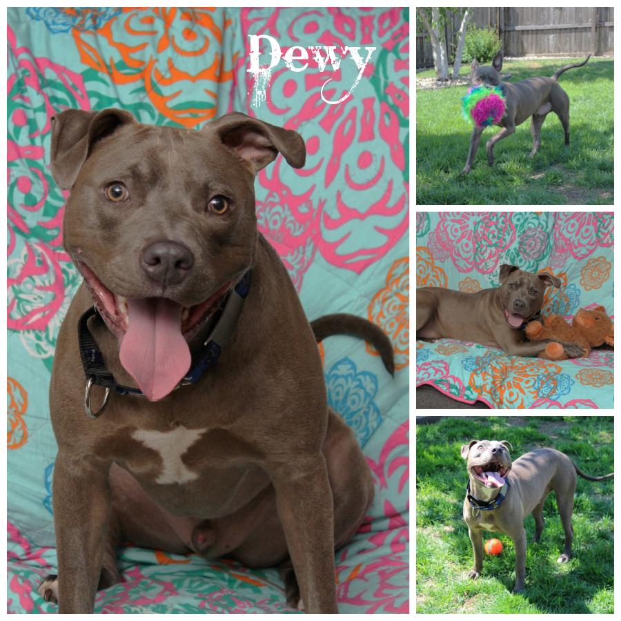 Dewy, Adoptable, Young Male Terrier.
