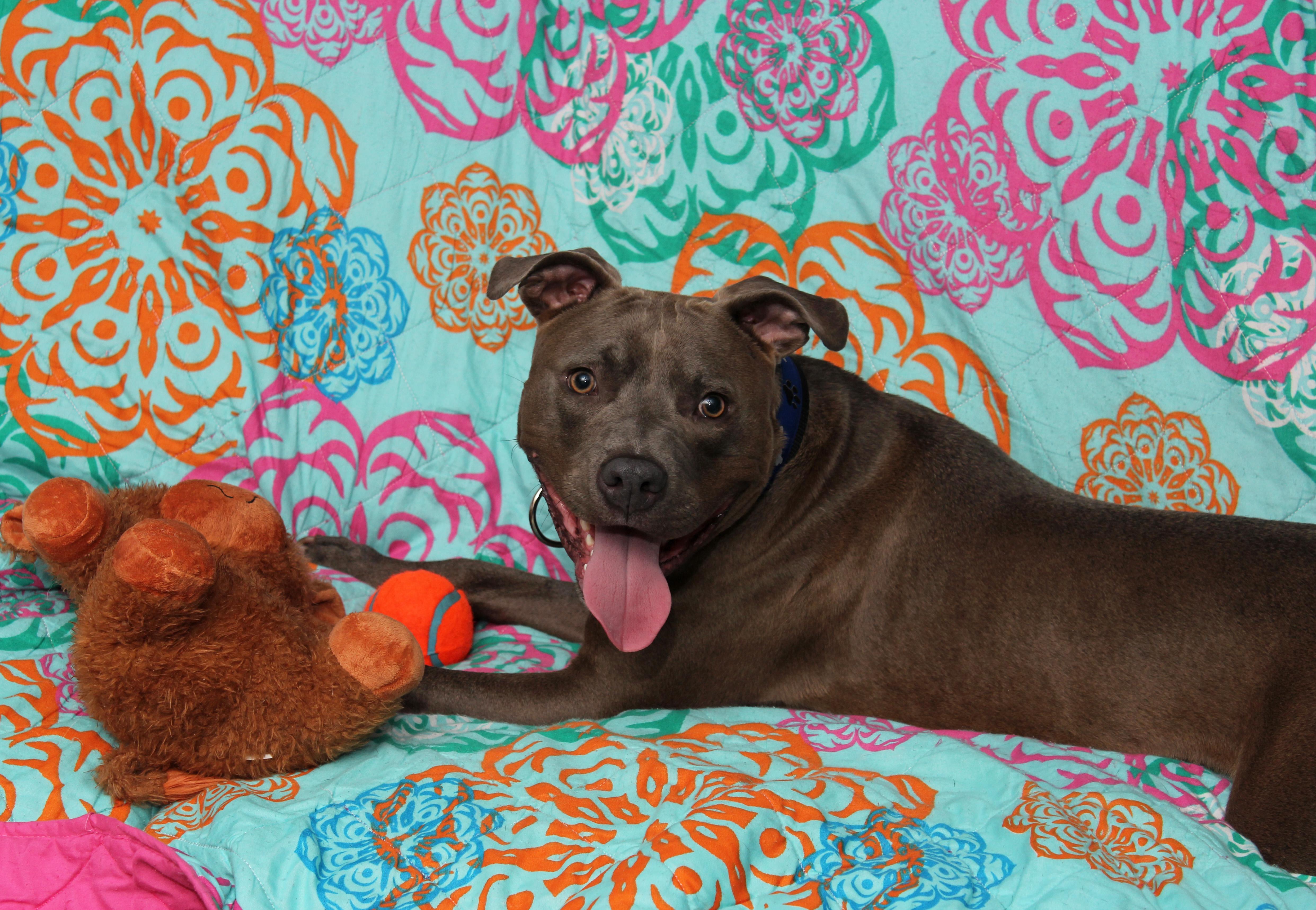 Dewy, an adoptable Terrier in Sioux Falls, SD, 57101 | Photo Image 2