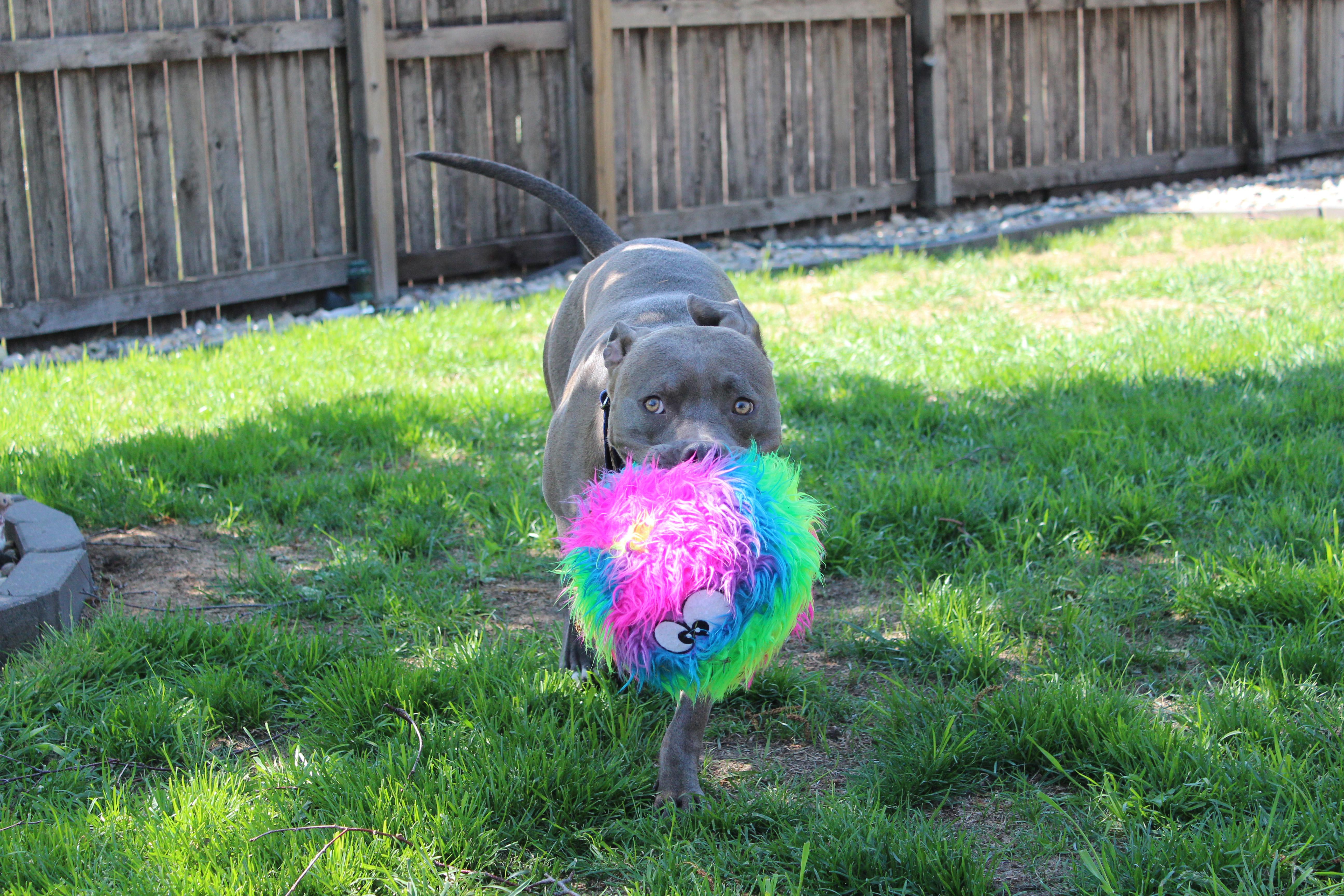 Dewy, a Adoptable mixed breed in Sioux Falls, SD image 3/6
