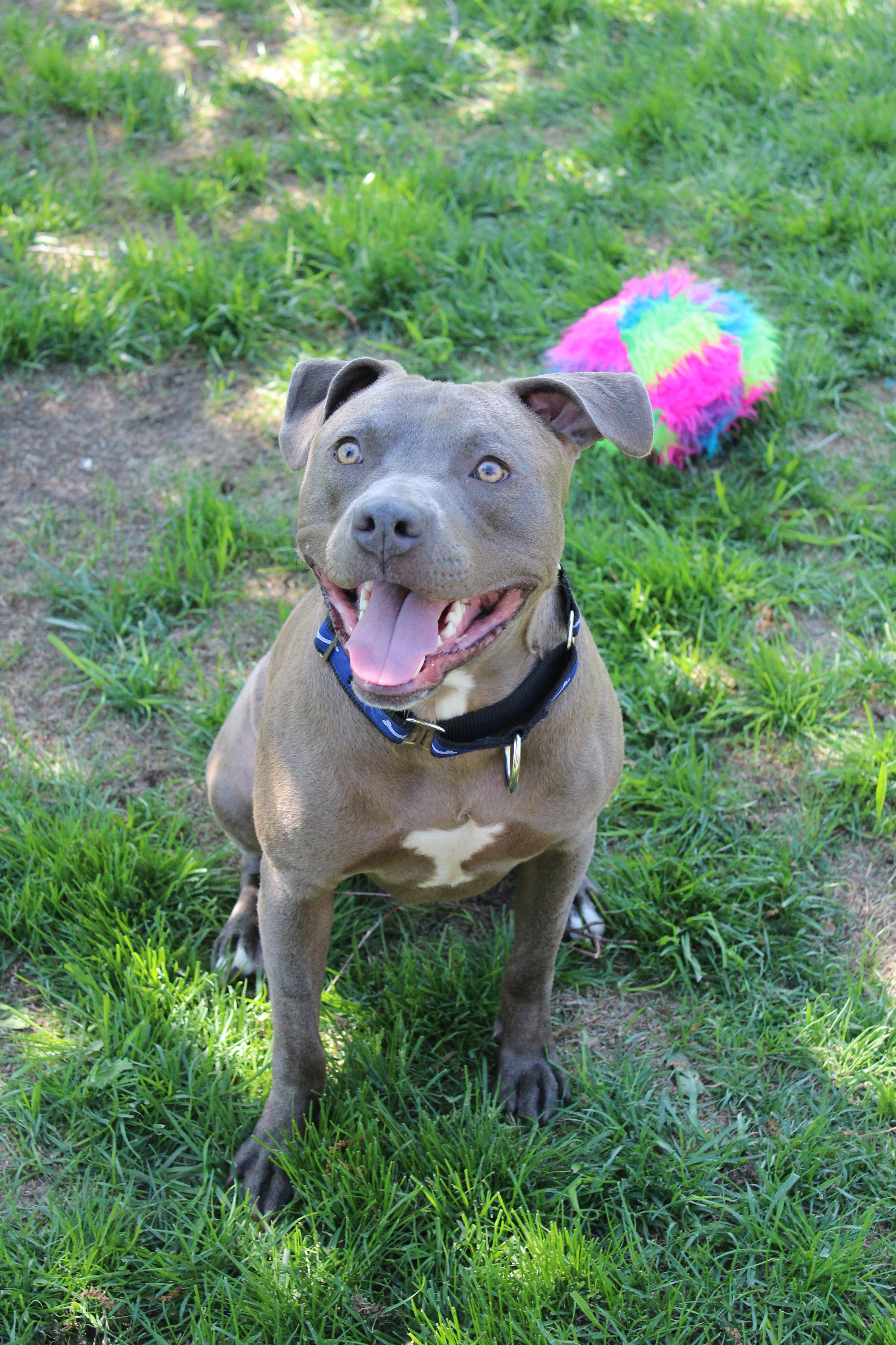 Dewy, a Adoptable mixed breed in Sioux Falls, SD image 4/6