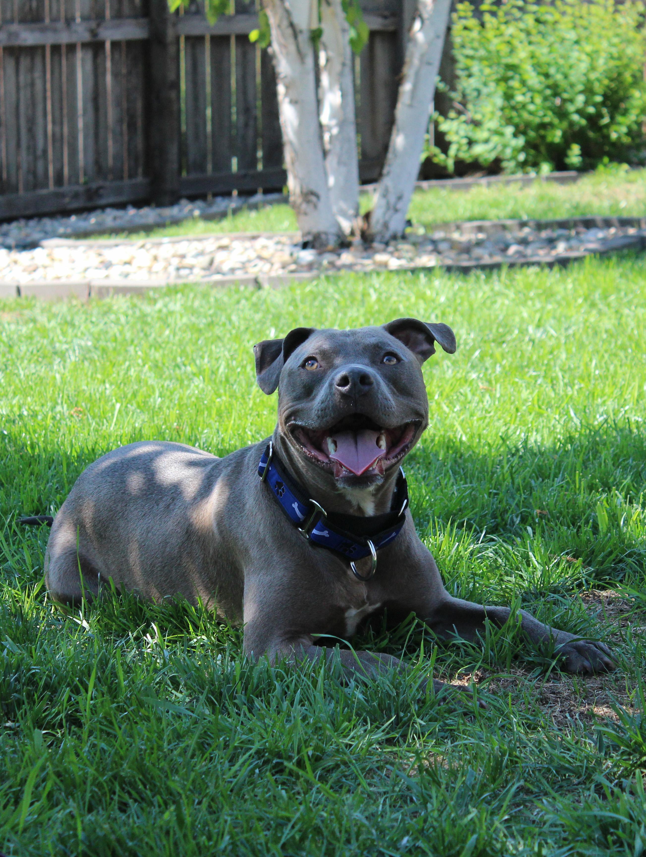 Dewy, a Adoptable mixed breed in Sioux Falls, SD image 5/6