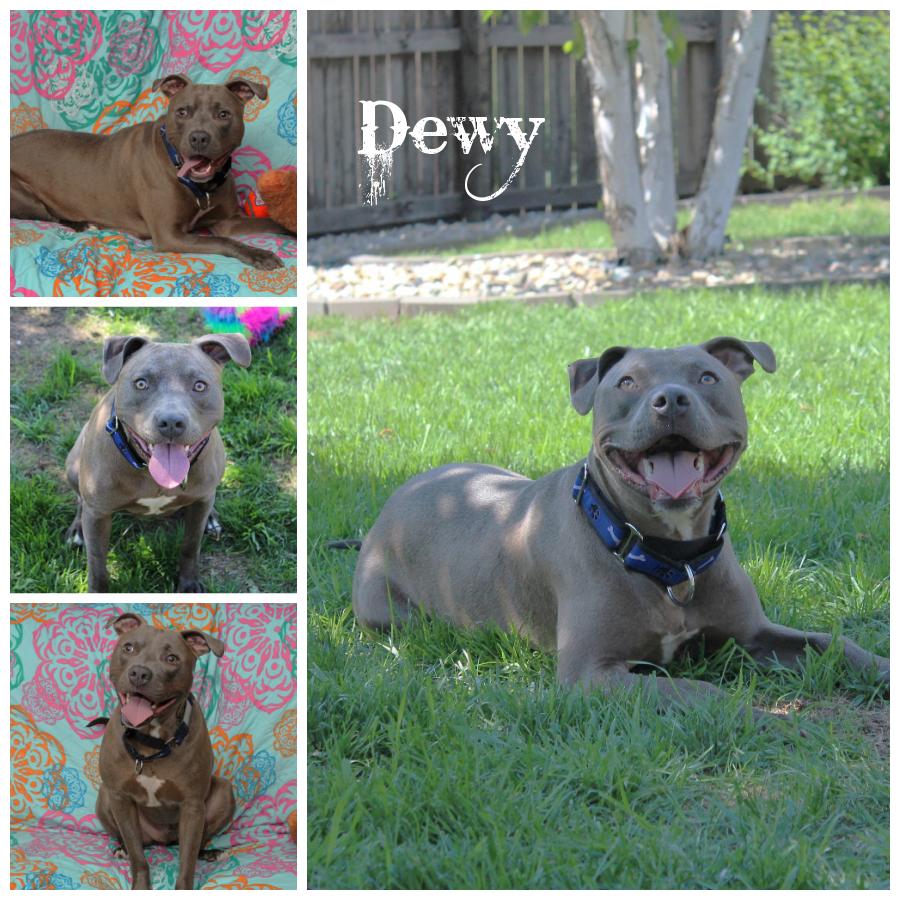 Dewy, a Adoptable mixed breed in Sioux Falls, SD image 1/6