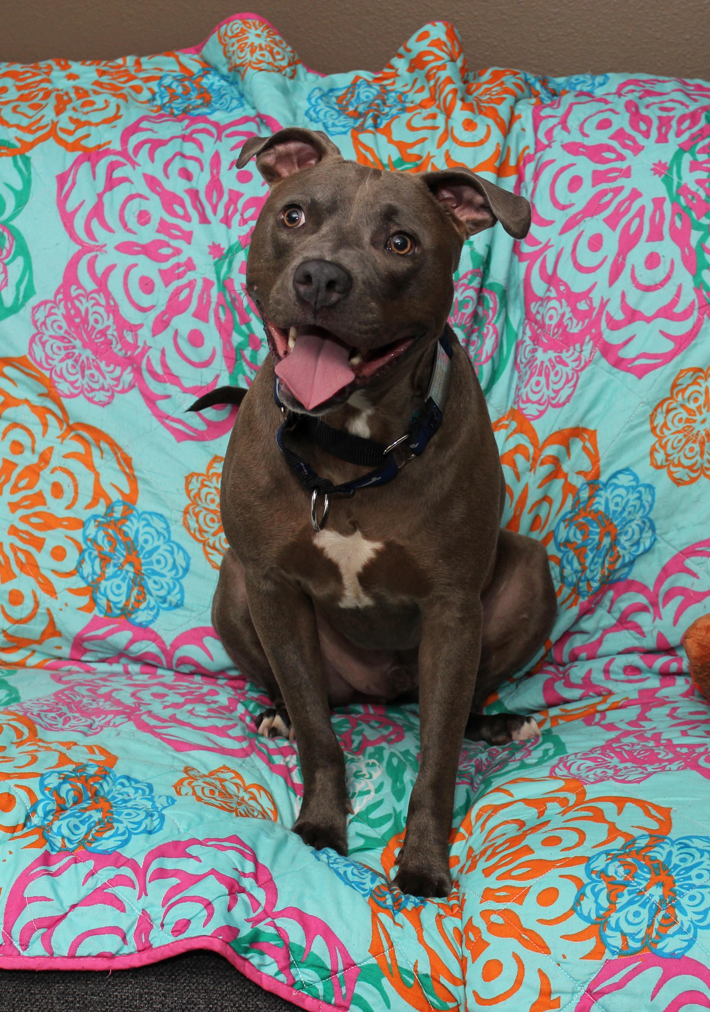 Dewy, a Adoptable mixed breed in Sioux Falls, SD image 6/6