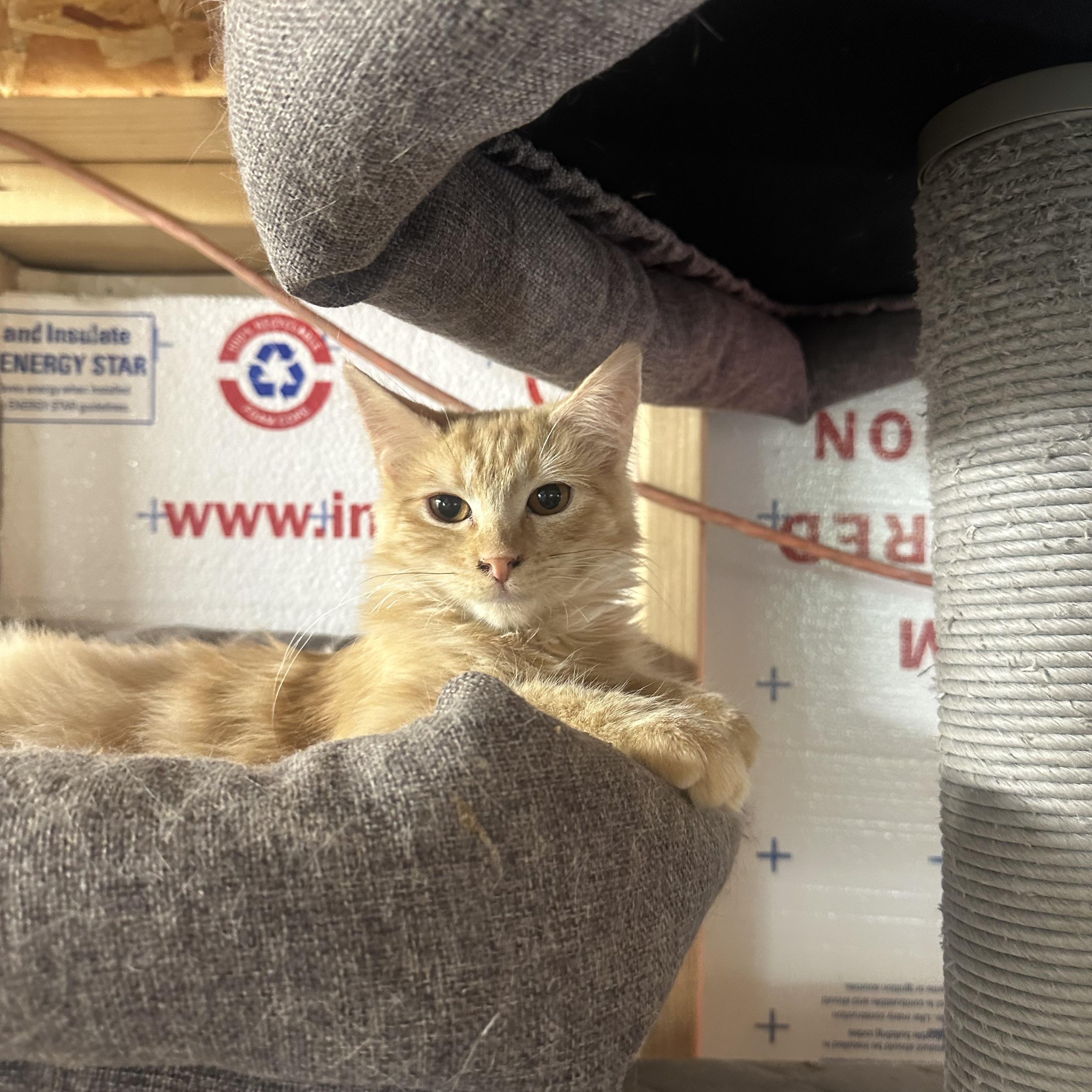 Saffron, an adoptable Tabby in kingman, AZ, 86409 | Photo Image 1