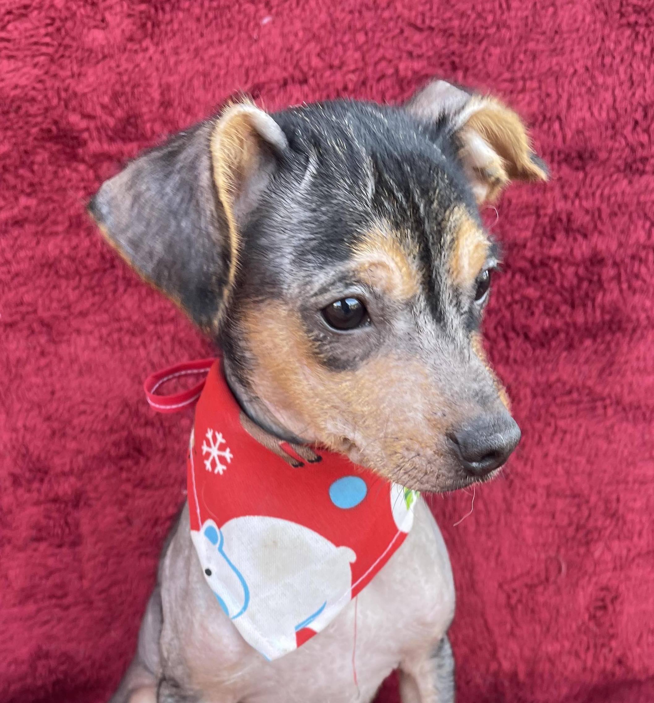 MITZI 4 months 6 lbs, an adopted Xoloitzcuintli / Mexican Hairless in Aliso Viejo, CA image 4/6