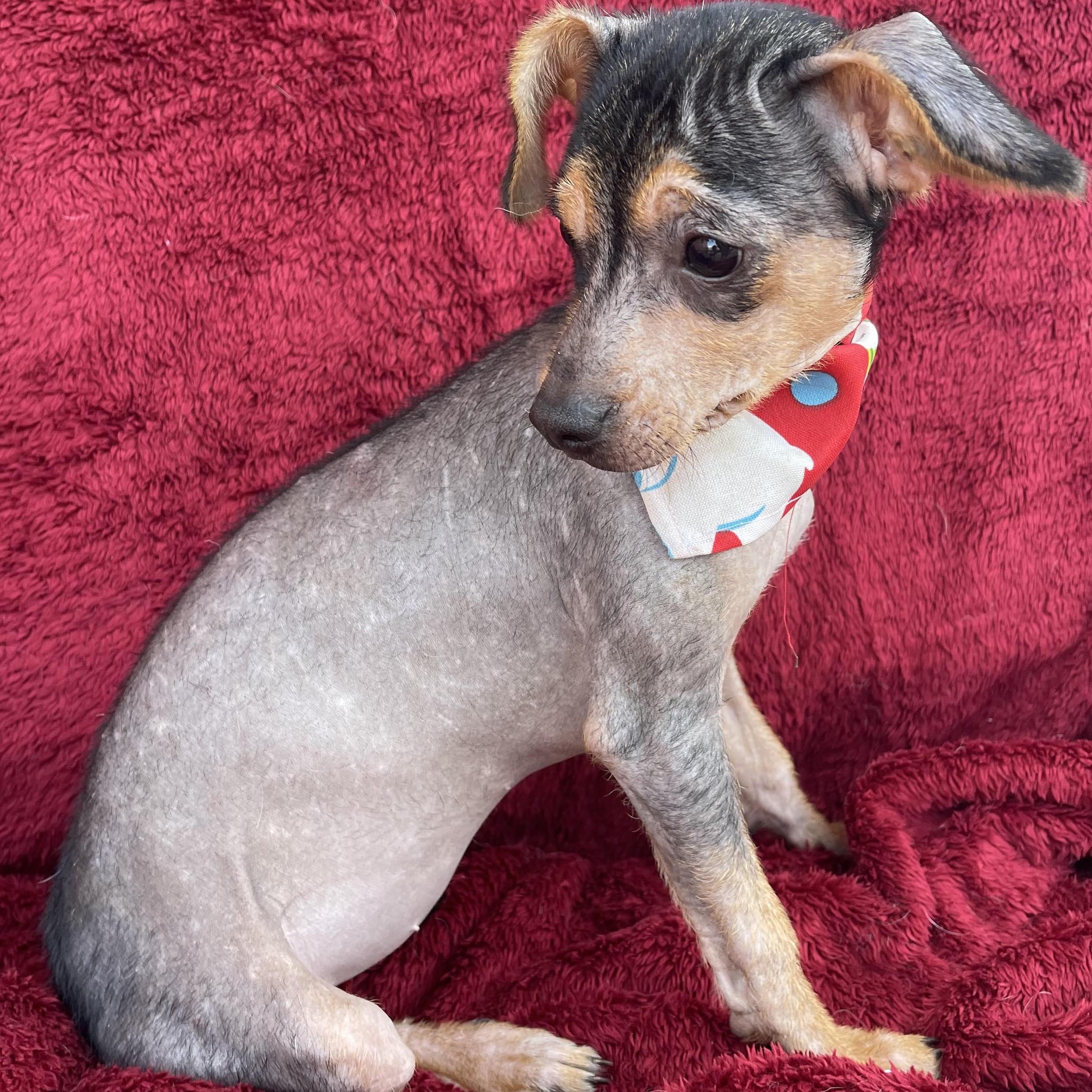 MITZI 4 months 6 lbs, an adopted Xoloitzcuintli / Mexican Hairless in Aliso Viejo, CA image 5/6