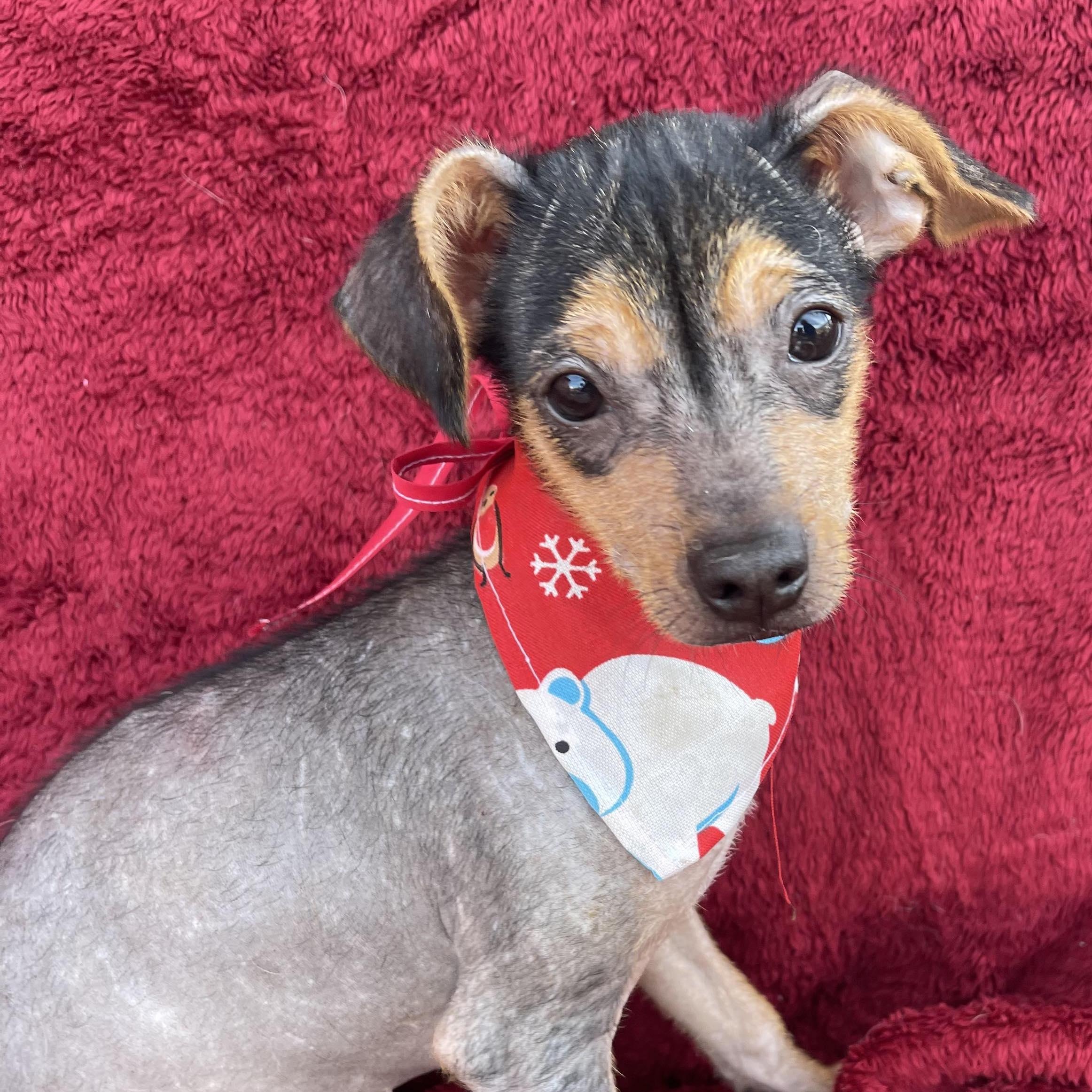 MITZI 4 months 6 lbs, Adoptable, Puppy Female Xoloitzcuintli / Mexican Hairless.