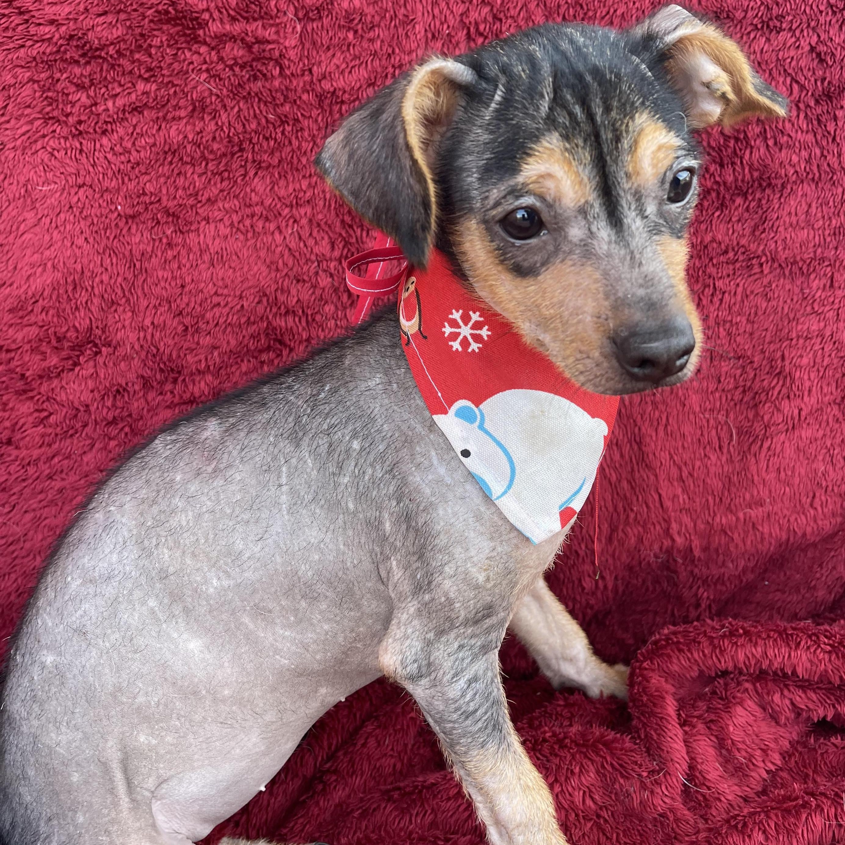 MITZI 4 months 6 lbs, an adopted Xoloitzcuintli / Mexican Hairless in Aliso Viejo, CA image 3/6