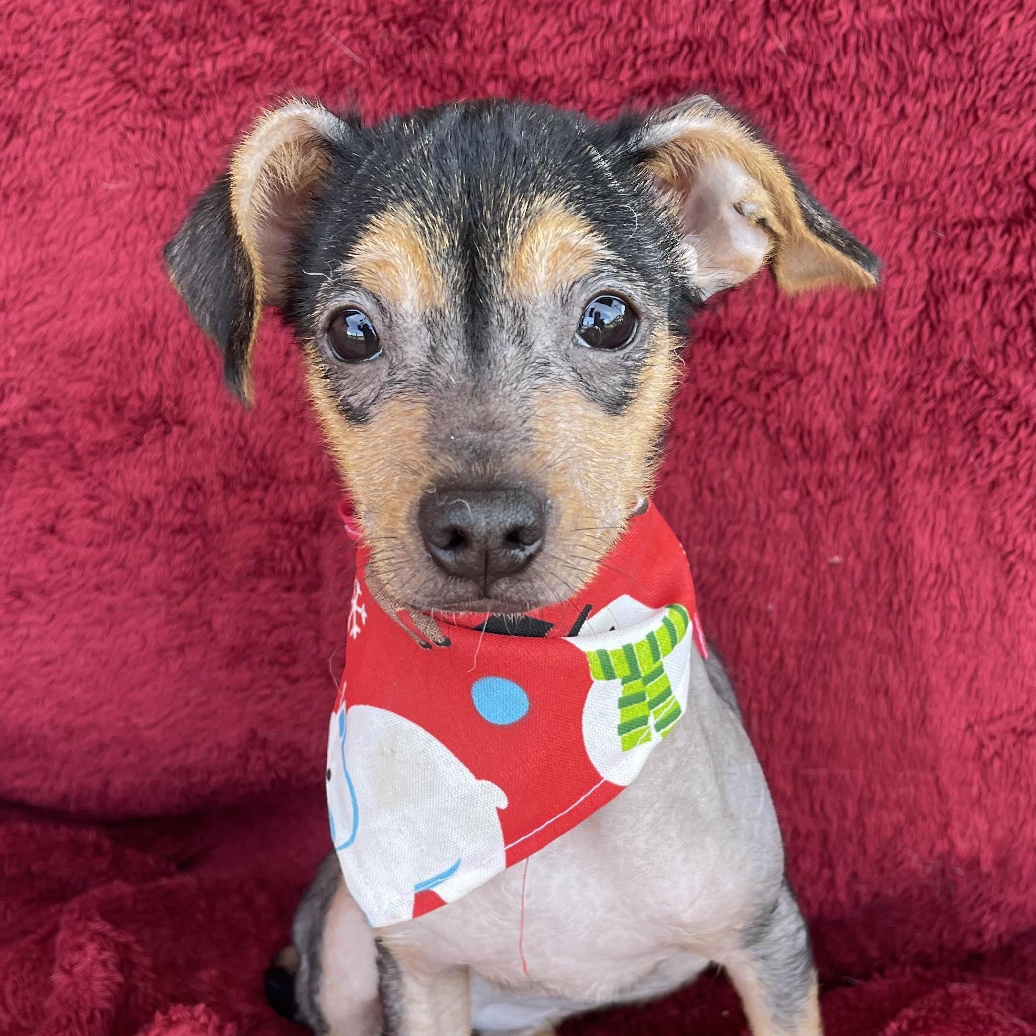 MITZI 4 months 6 lbs, an adopted Xoloitzcuintli / Mexican Hairless in Aliso Viejo, CA image 6/6