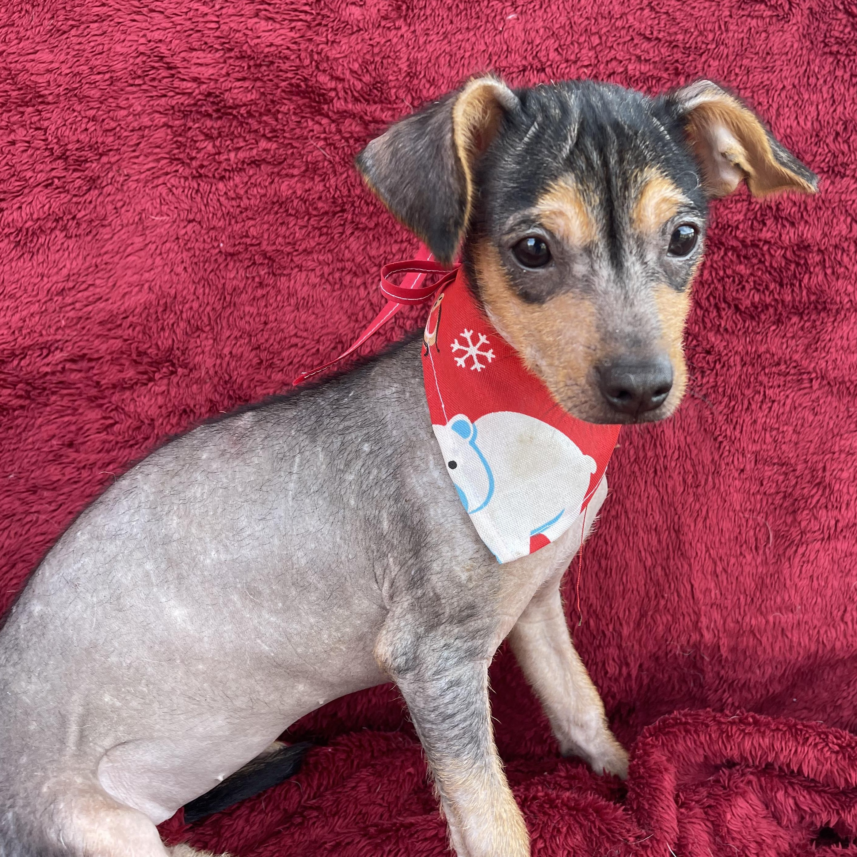 MITZI 4 months 6 lbs, an adopted Xoloitzcuintli / Mexican Hairless in Aliso Viejo, CA image 2/6