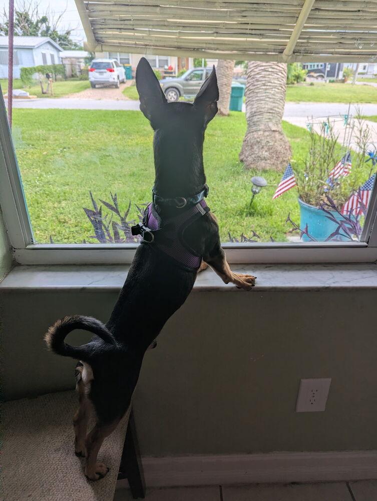 Broccoli, Adoptable, Senior Male Miniature Pinscher.