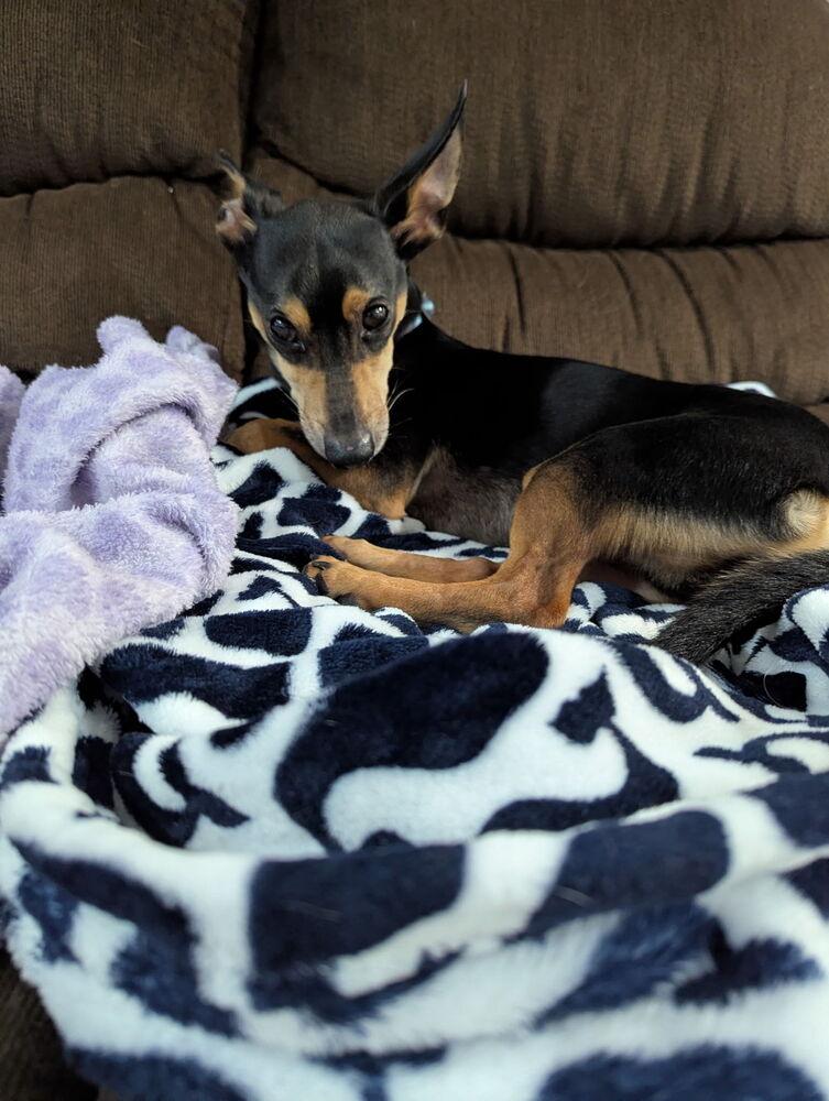 Enlarge Broccoli, a Adoptable Miniature Pinscher in Melbourne Beach, FL image 2/4