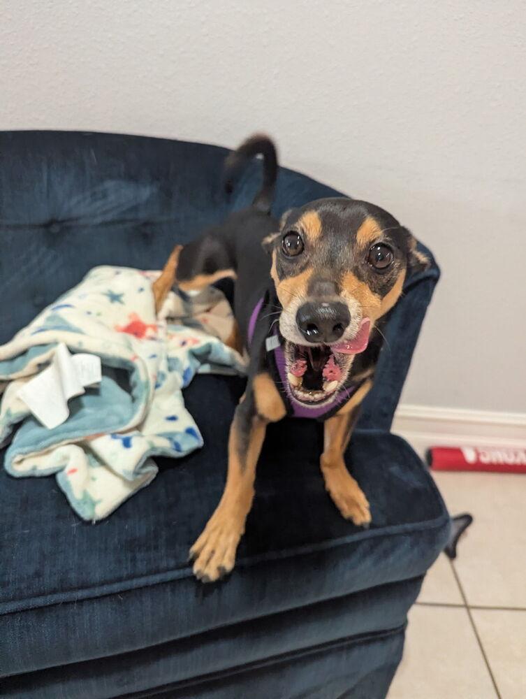 Enlarge Broccoli, a Adoptable Miniature Pinscher in Melbourne Beach, FL image 3/4