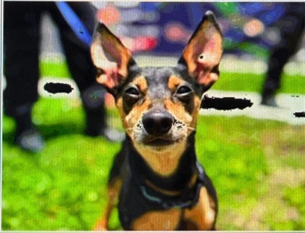 Enlarge Broccoli, a Adoptable Miniature Pinscher in Melbourne Beach, FL image 4/4