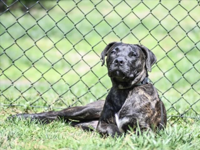 Enlarge COLORADO, a Adoptable mixed breed in Chapel Hill, NC image 1/1